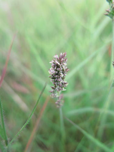 Aeluropus littoralis iNat (1)