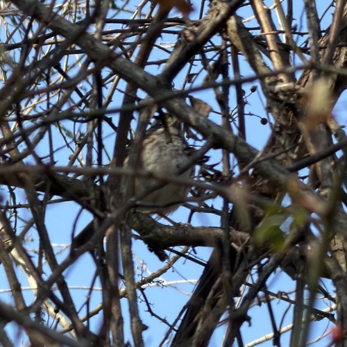 White-throated Sparrow (Zonotrichia albicollis)