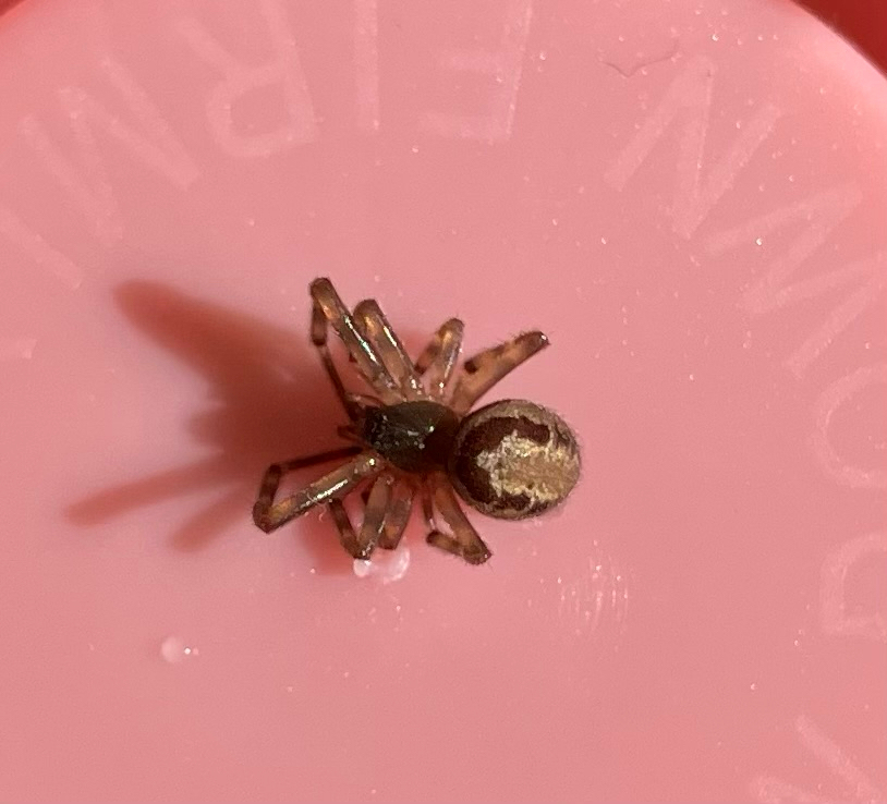 Steatoda nobilis (Thorell, 1875)
