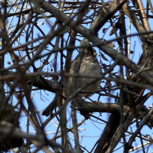 White-throated Sparrow (Zonotrichia albicollis), photo 2