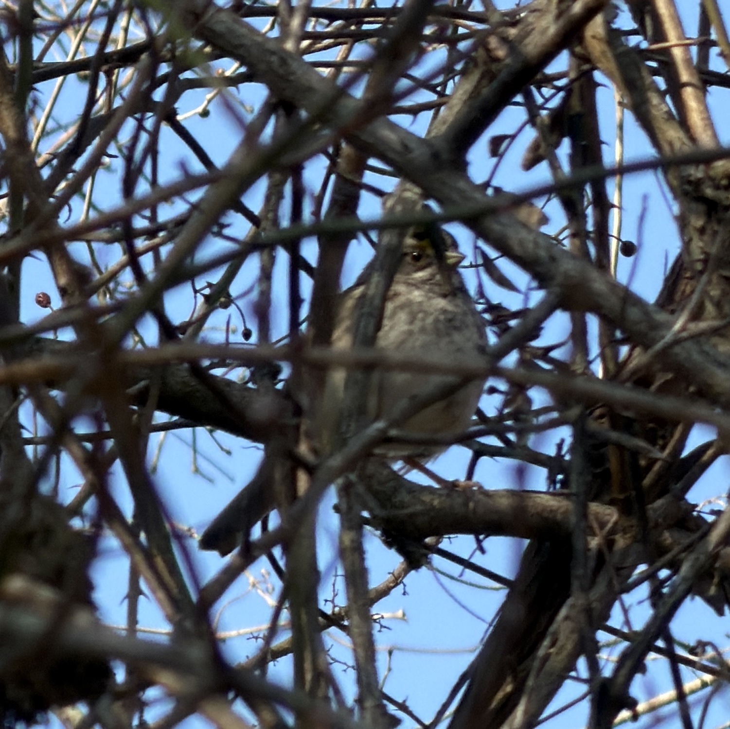 White-throated Sparrow (Zonotrichia albicollis), photo 2