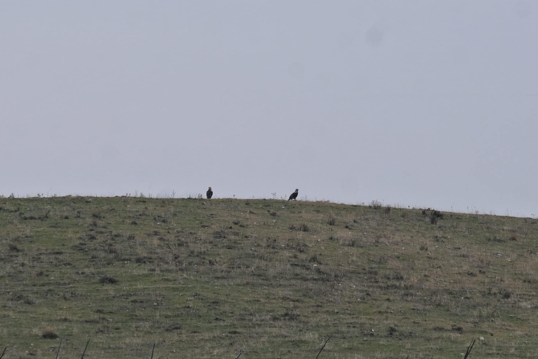 Spanish Imperial Eagle (Aquila adalberti), photo 1