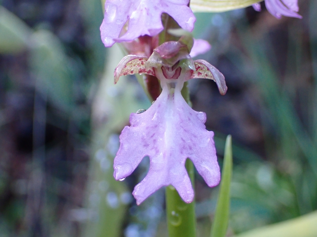 Himantoglossum metlesicsianum