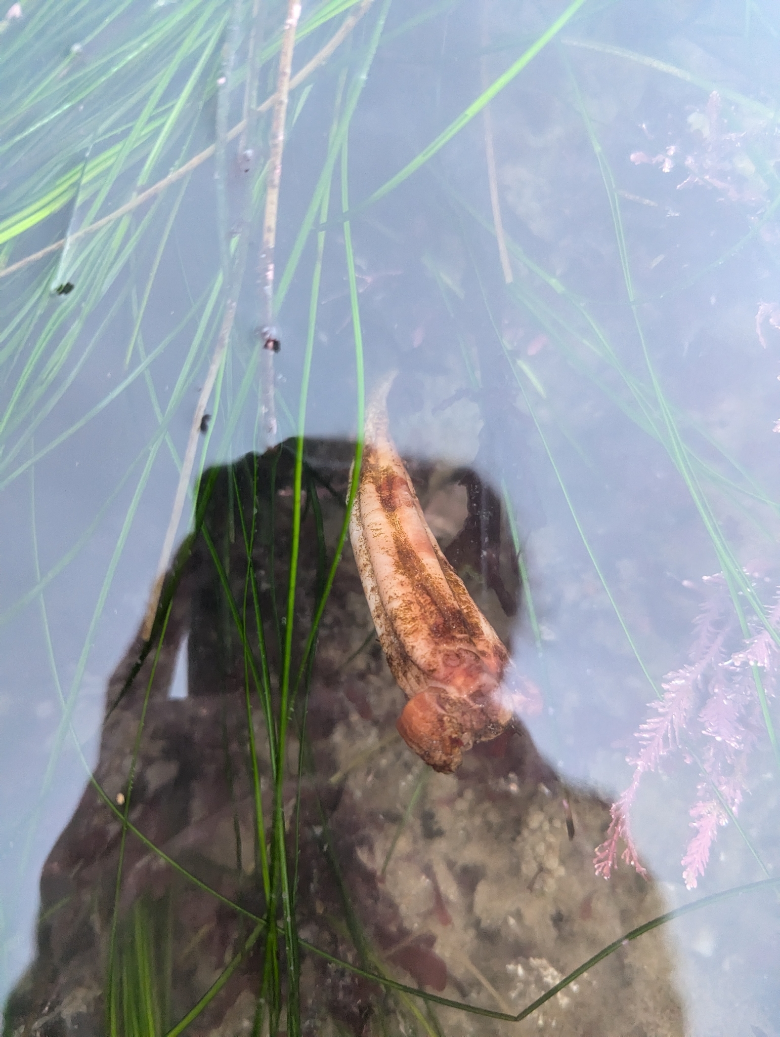 Styela montereyensis (Dall, 1872)