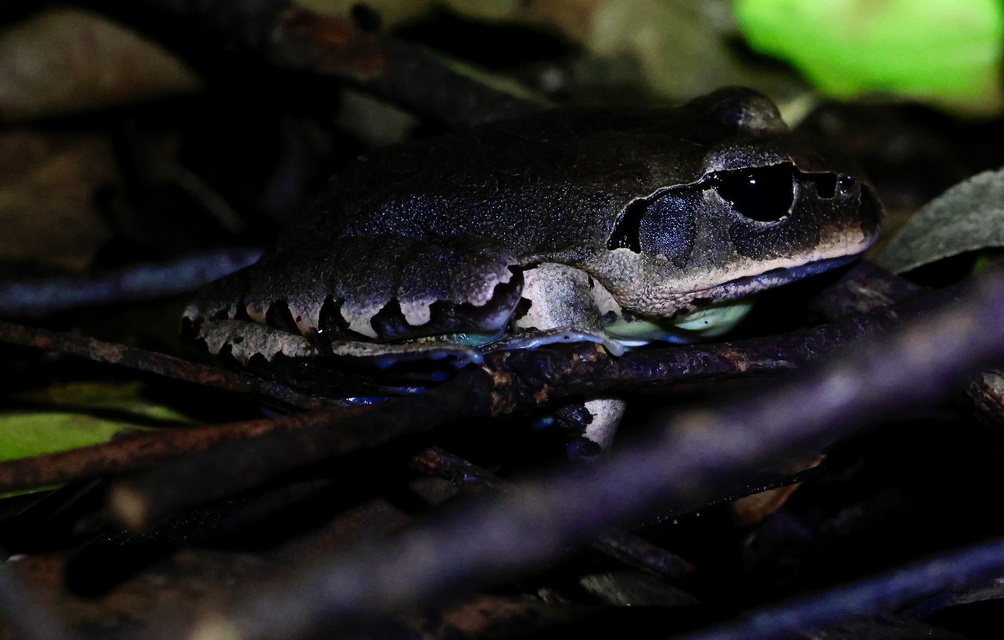 Mixophyes fasciolatus Günther, 1864