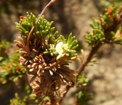 Phyllota pleurandroides