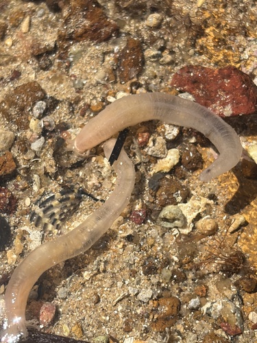 Leptosynapta observed 2025-12-29