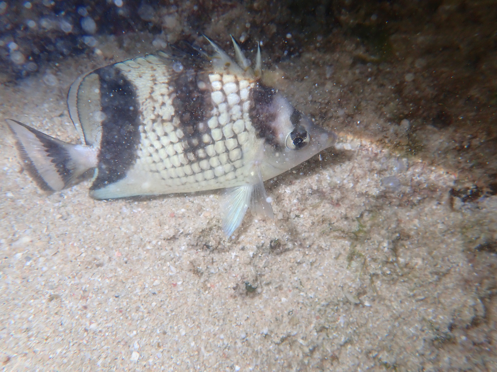 Asian butterflyfish (Chaetodon argentatus) — Chaetodontidae