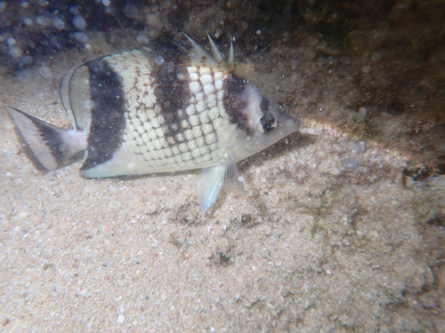 Asian butterflyfish (Chaetodon argentatus) — Chaetodontidae
