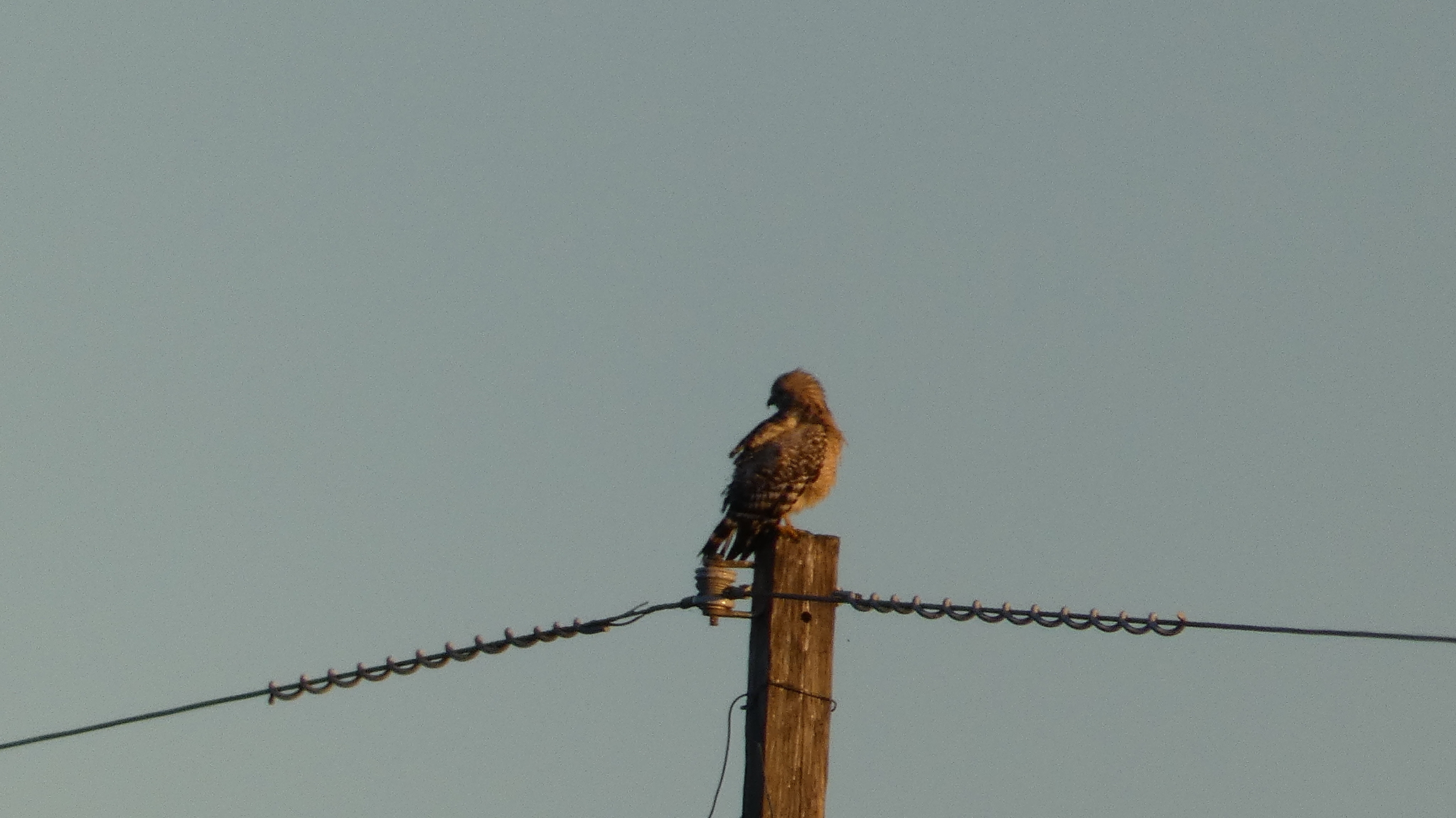 Buteo lineatus (Gmelin, 1788)