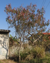Leucaena esculenta