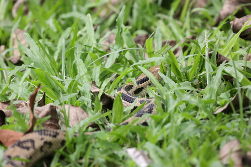 Middle American Gopher Snake