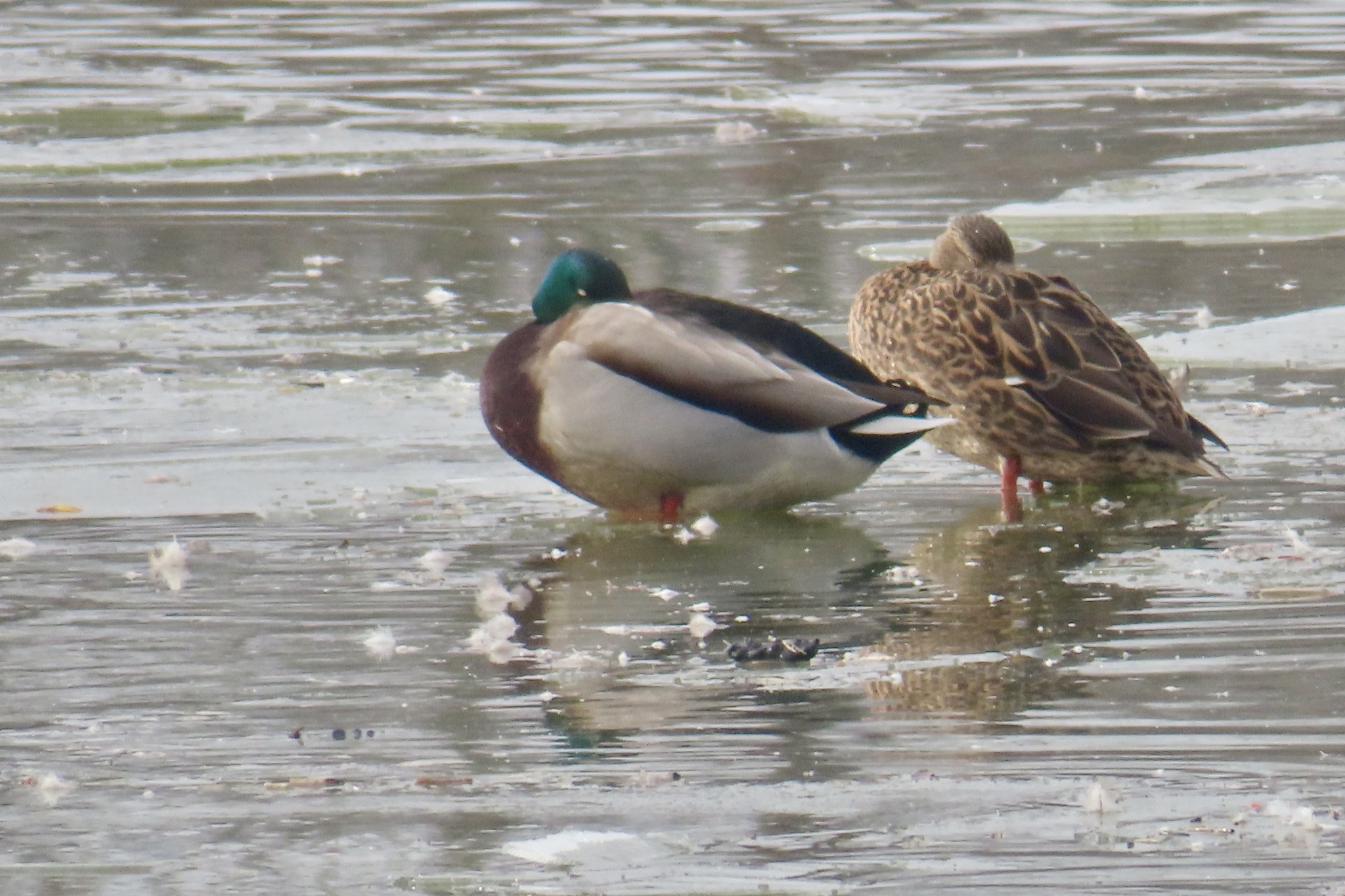 Mallard (Anas platyrhynchos), photo 2