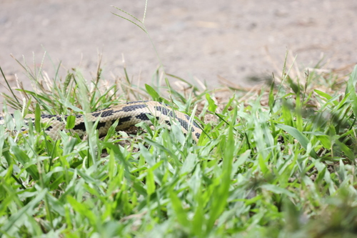 Middle American Gopher Snake