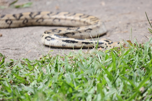 Middle American Gopher Snake