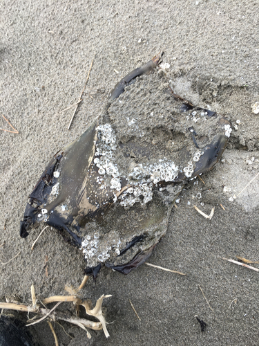 Big skate (Beringraja binoculata) — Rajidae