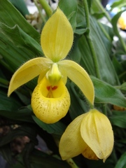Irapuato Lady's Slipper (Cypripedium irapeanum)