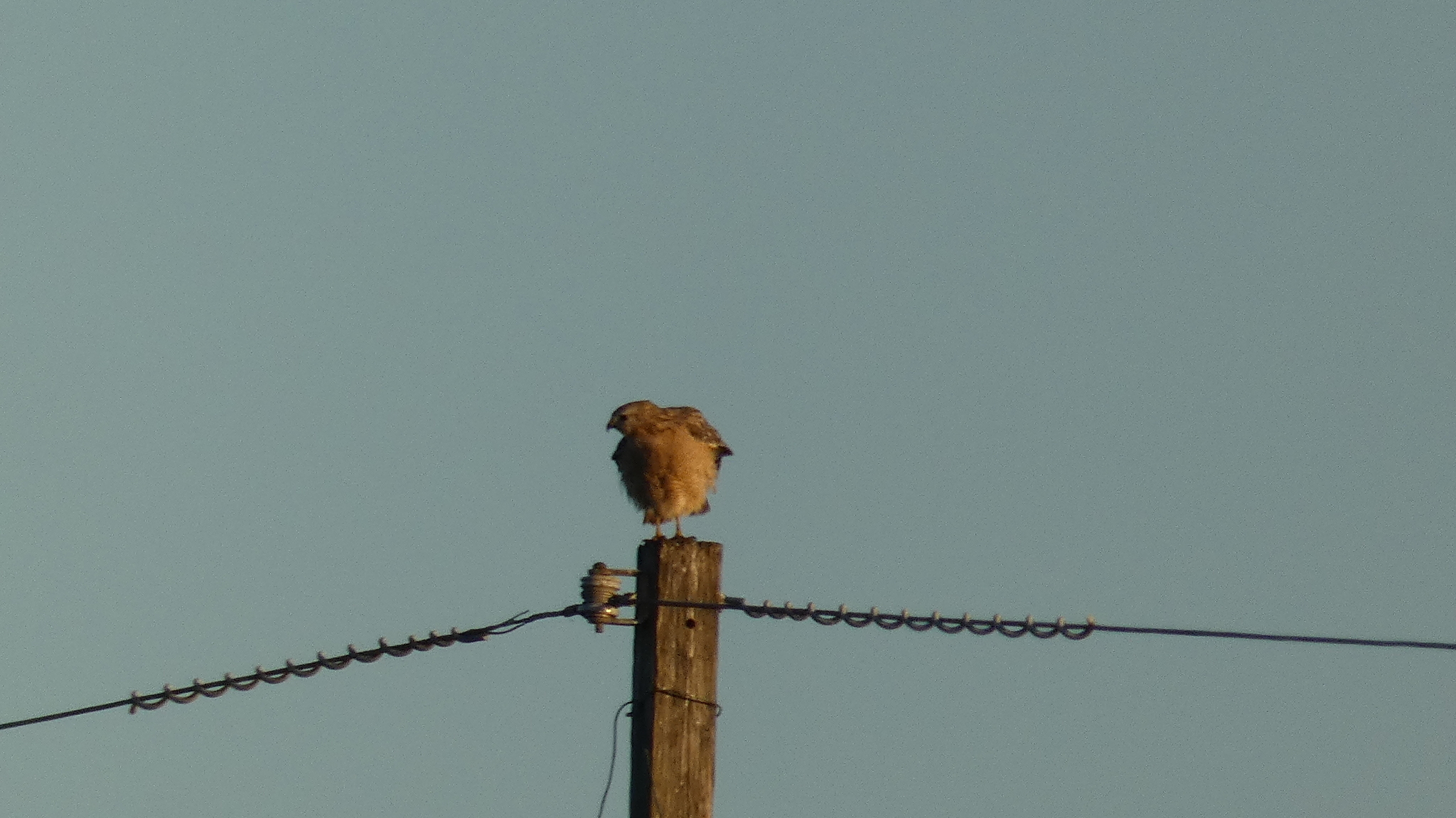 Buteo lineatus (Gmelin, 1788)