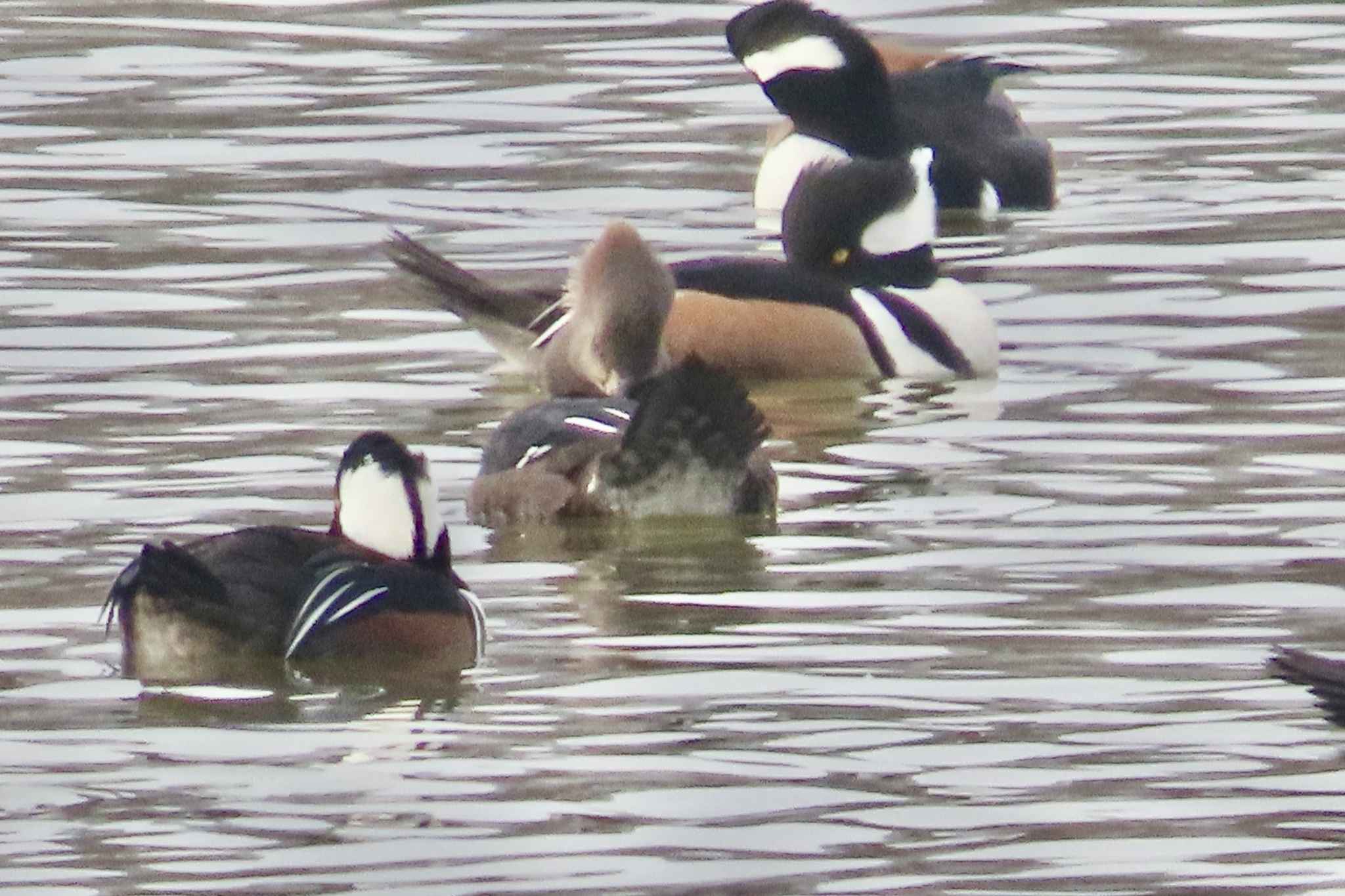 Hooded Merganser (Lophodytes cucullatus), photo 3