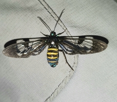 Gymnelia
