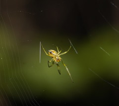 Zygiellinae