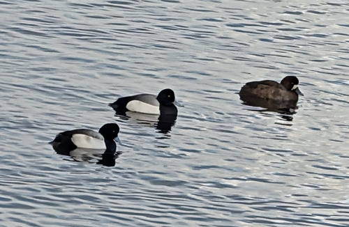 Greater Scaup (Aythya marila), photo 4
