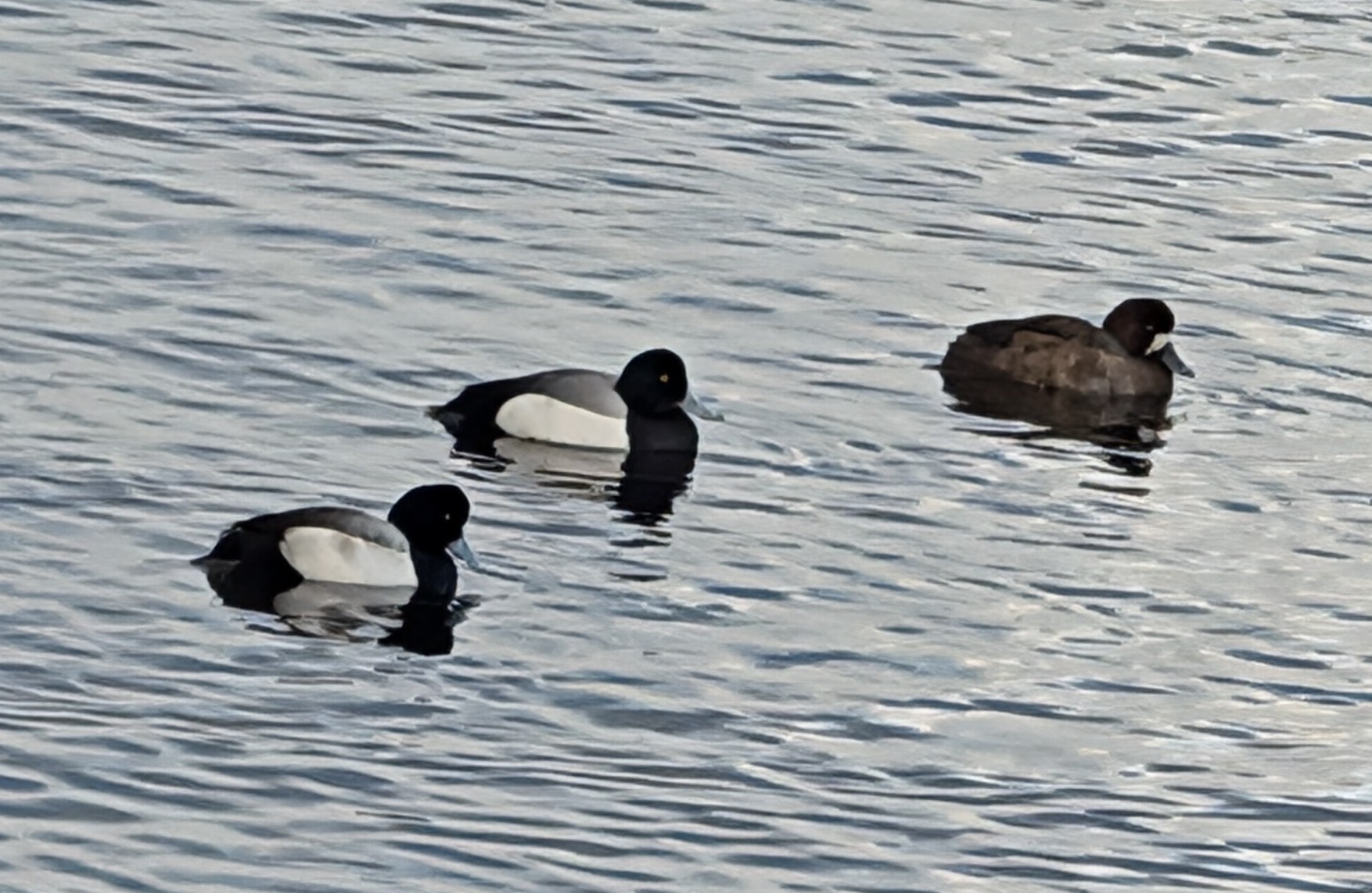 Greater Scaup (Aythya marila), photo 4