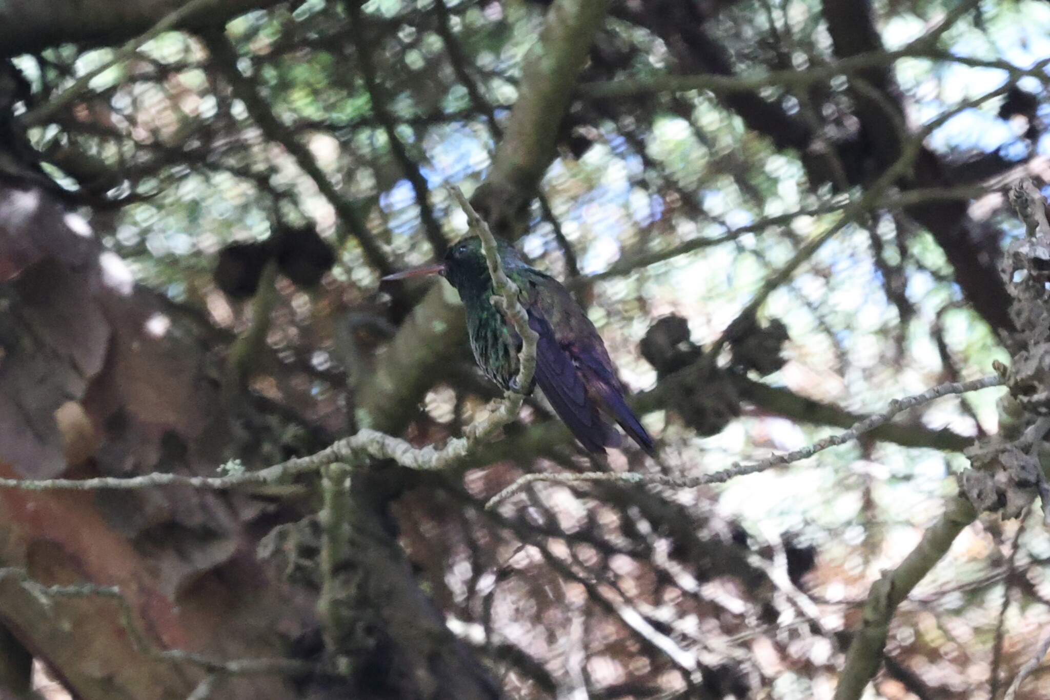 Blue-tailed Hummingbird (Saucerottia cyanura), photo 2