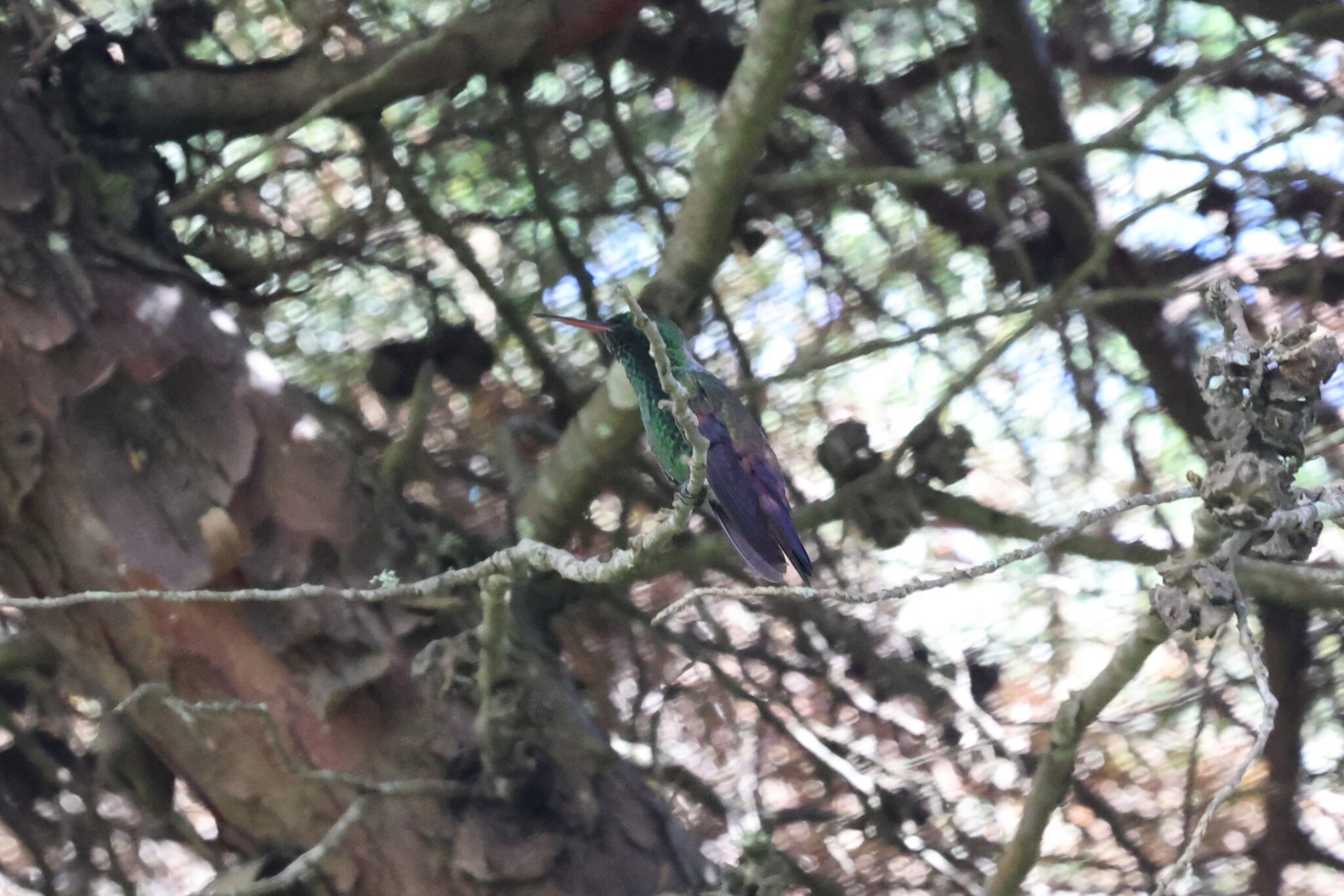 Blue-tailed Hummingbird (Saucerottia cyanura), photo 1