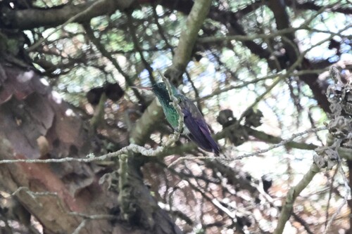 Blue-tailed Hummingbird (Saucerottia cyanura), photo 6