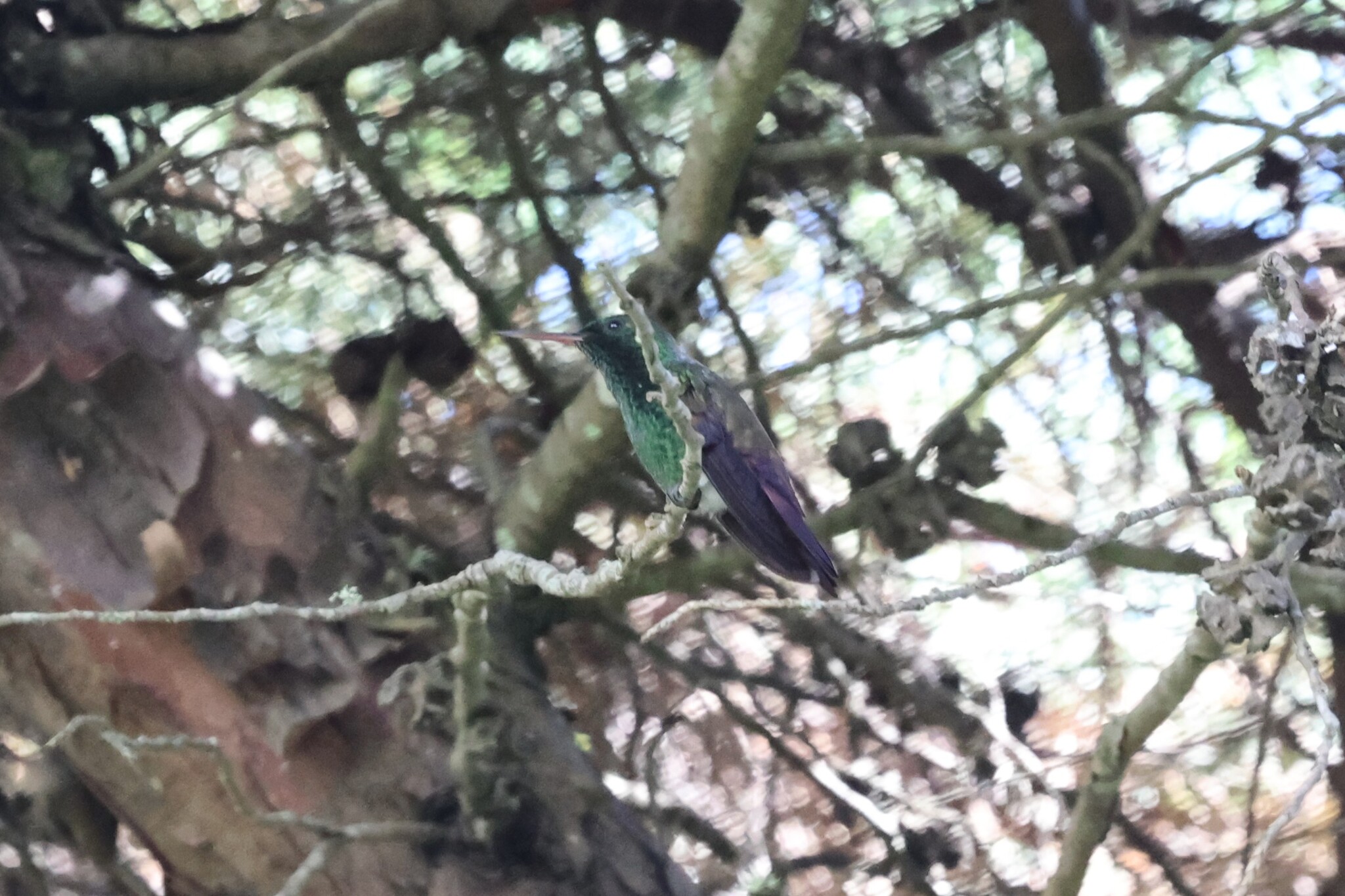 Blue-tailed Hummingbird (Saucerottia cyanura), photo 3