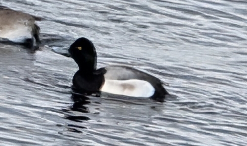 Ring-necked Duck (Aythya collaris), photo 4