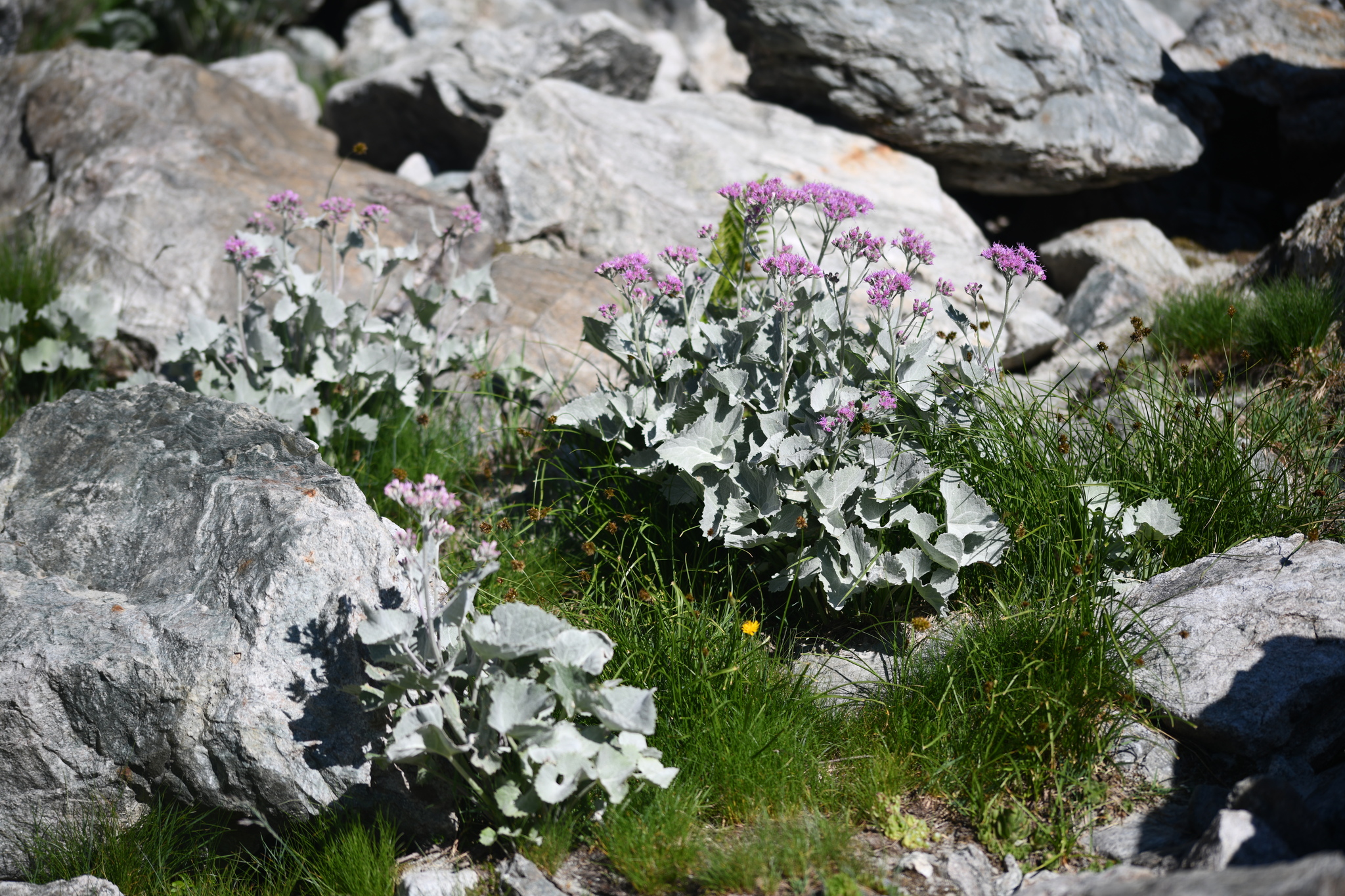 Pinky Fieldbush (Adenostyles leucophylla)