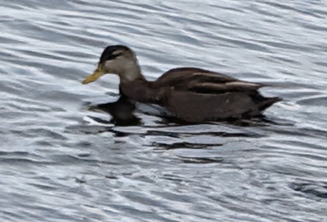 American Black Duck (Anas rubripes), photo 2