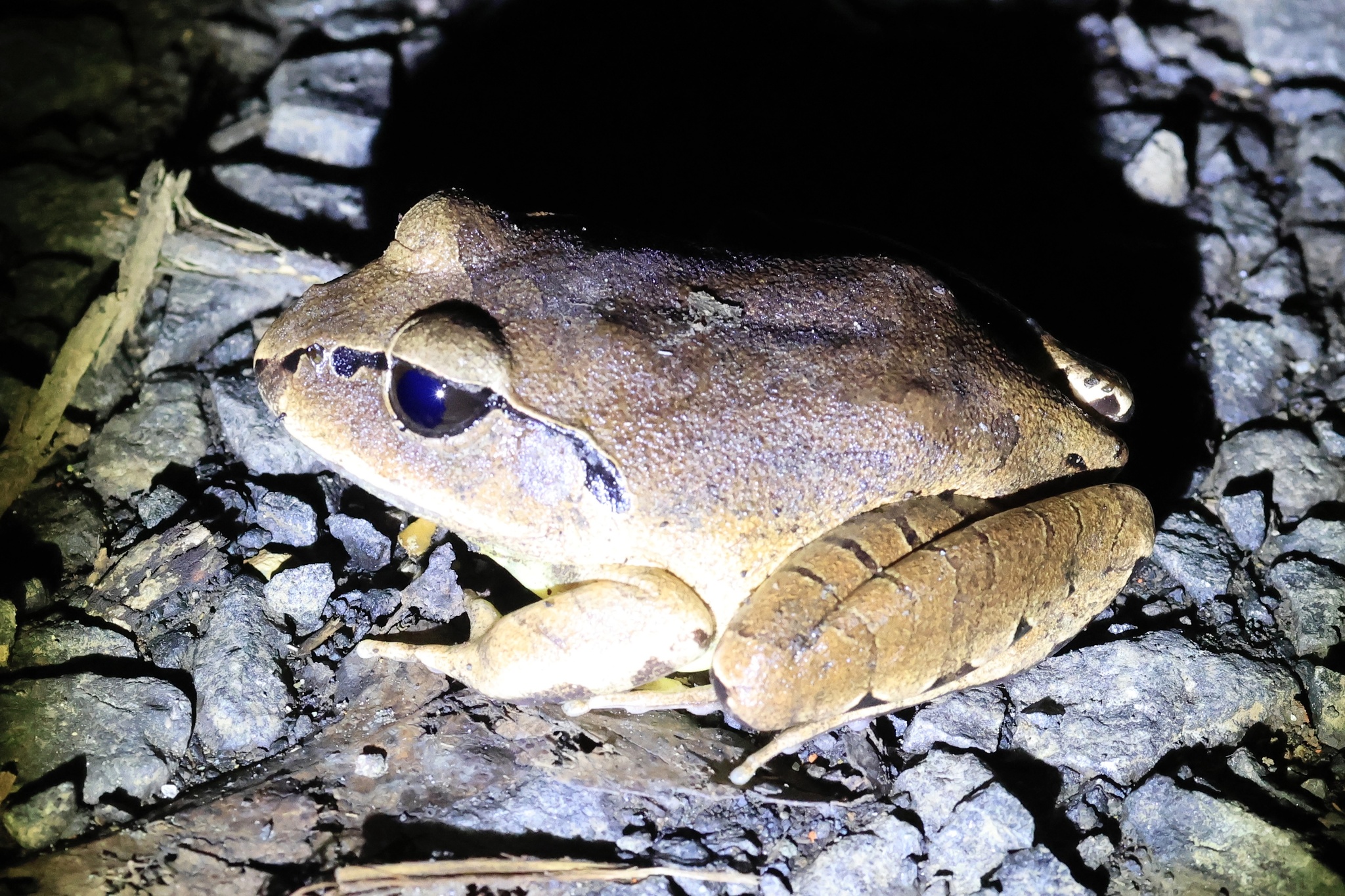 Mixophyes fasciolatus Günther, 1864