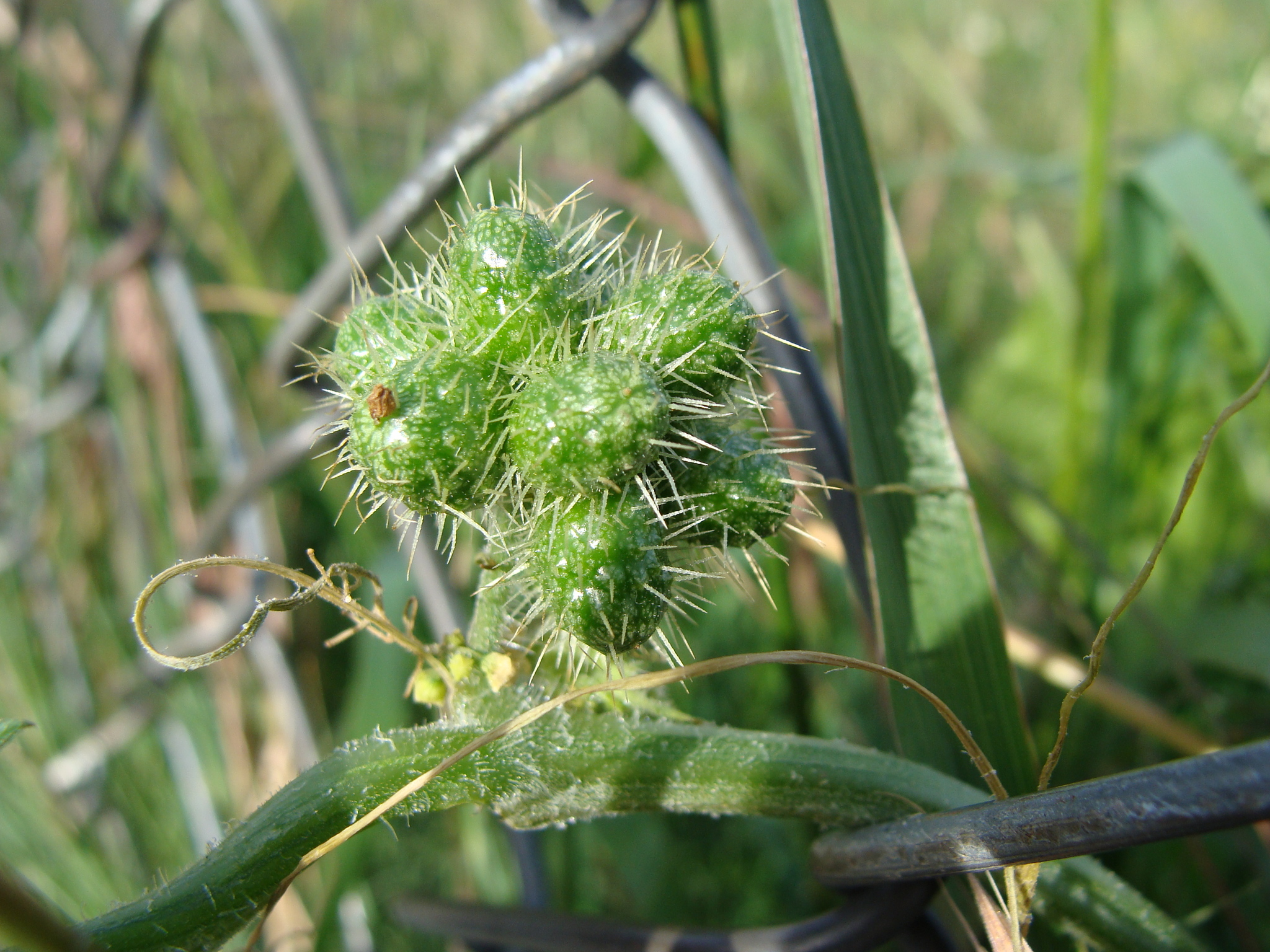 Sicyos laciniatus