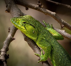 Polychrus marmoratus