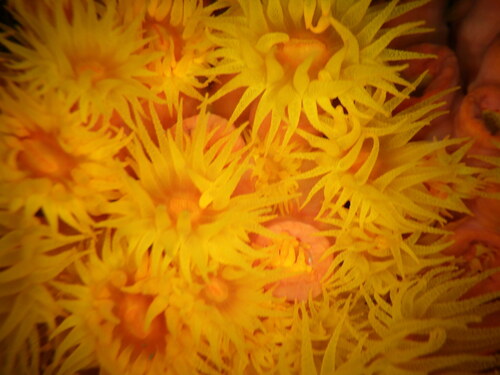 Orange Cup Coral