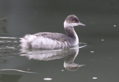 Black-necked Grebe (Podiceps nigricollis), photo 2