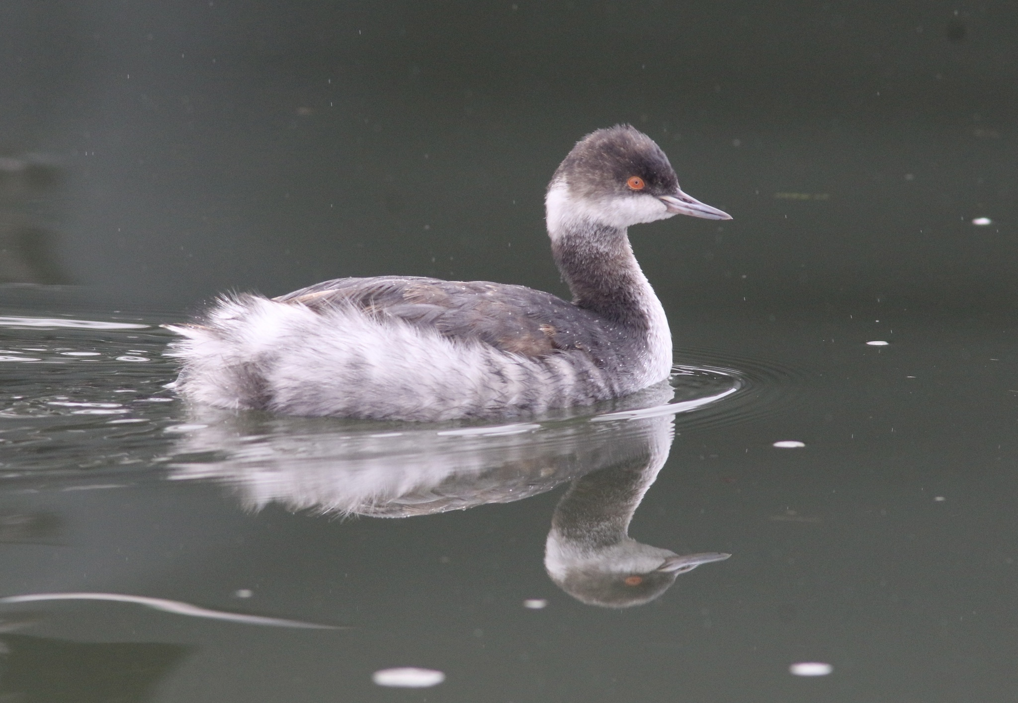 Black-necked Grebe (Podiceps nigricollis), photo 2