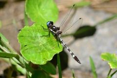 Macrothemis imitans