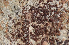 Acarospora obnubila