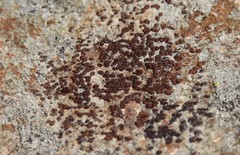 Acarospora obnubila
