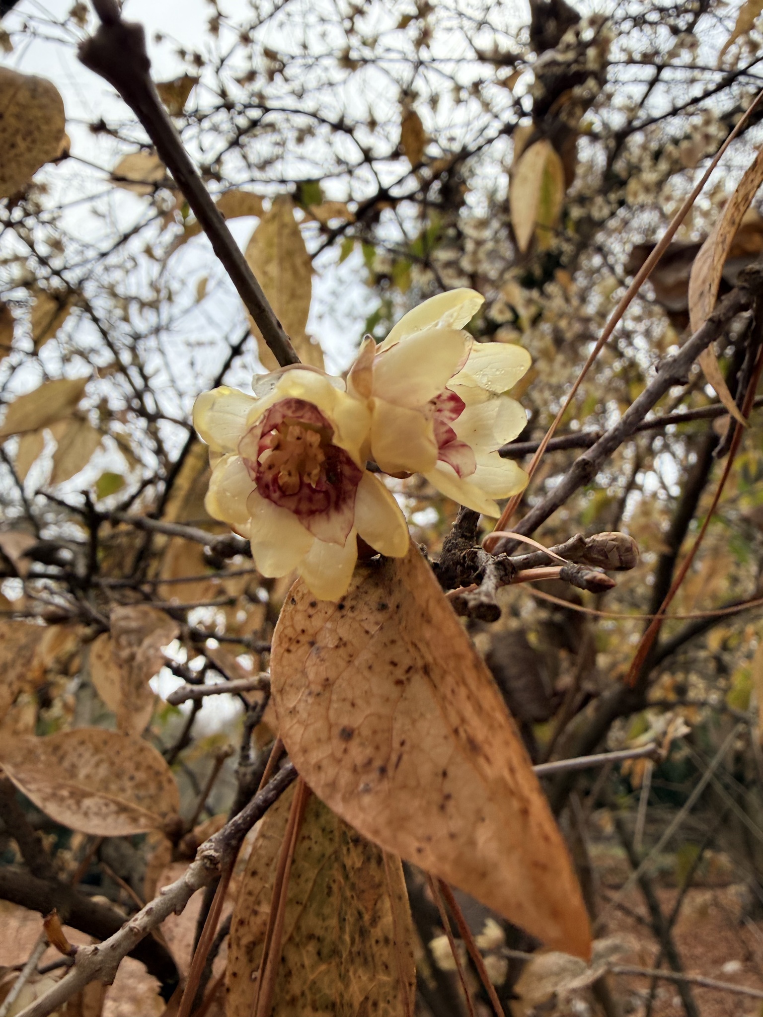Imagem de flor-de-inverno