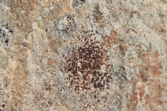 Acarospora obnubila