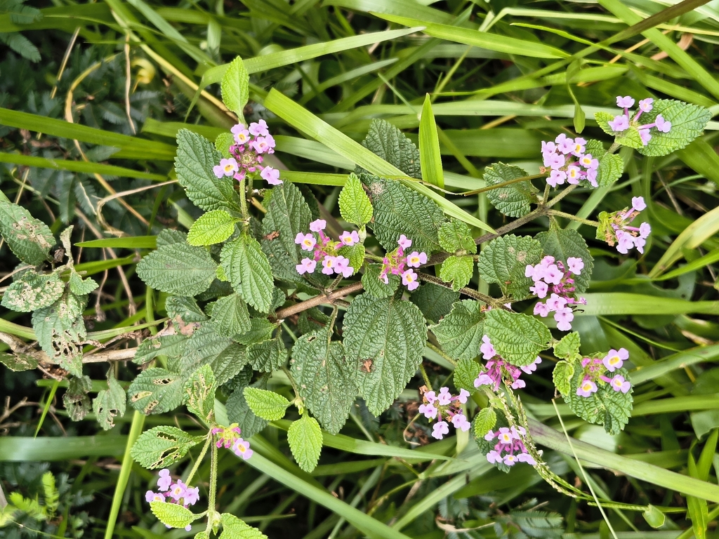 Lantana fucata; photograph (c) Lorella, some rights reserved (CC BY-SA)