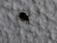 Lygaeoidea