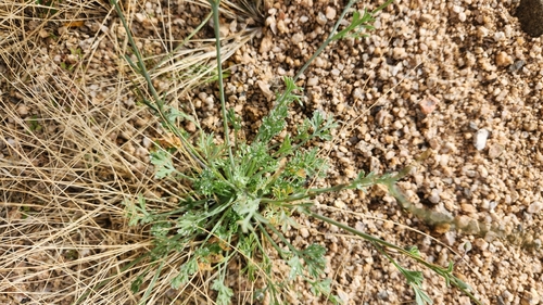 Eschscholzia androuxii (Eschscholzia androuxii)