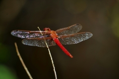 Orthemis nodiplaga