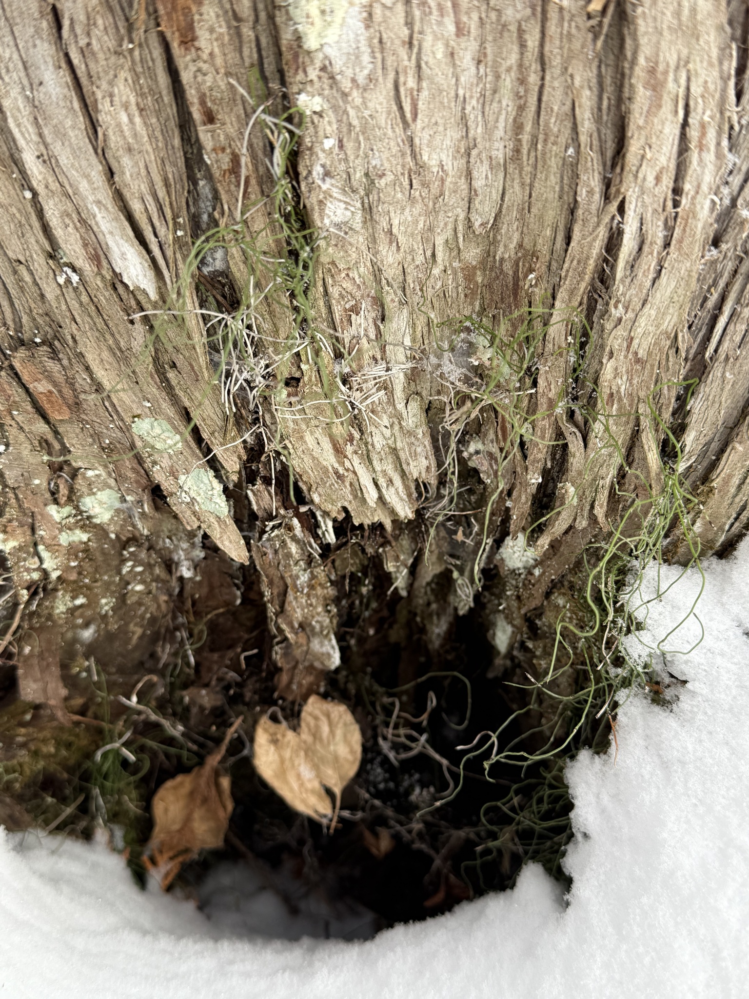 Dwarf scouring rush